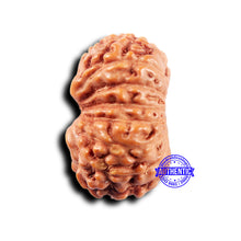 Load image into Gallery viewer, 14 mukhi Indonesian Rudraksha - Bead No. 293