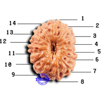 Load image into Gallery viewer, 14 mukhi Indonesian Rudraksha - Bead No. 294