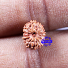 Load image into Gallery viewer, 14 mukhi Indonesian Rudraksha - Bead No. 294