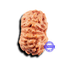 Load image into Gallery viewer, 14 mukhi Indonesian Rudraksha - Bead No. 294