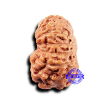 Load image into Gallery viewer, 14 mukhi Indonesian Rudraksha - Bead No. 295