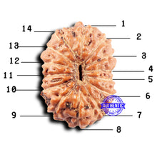 Load image into Gallery viewer, 14 mukhi Indonesian Rudraksha - Bead No. 297