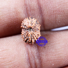 Load image into Gallery viewer, 14 mukhi Indonesian Rudraksha - Bead No. 297