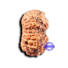 Load image into Gallery viewer, 14 mukhi Indonesian Rudraksha - Bead No. 297