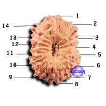 Load image into Gallery viewer, 14 mukhi Indonesian Rudraksha - Bead No. 298