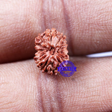 Load image into Gallery viewer, 14 mukhi Indonesian Rudraksha - Bead No. 298