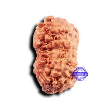 Load image into Gallery viewer, 14 mukhi Indonesian Rudraksha - Bead No. 298