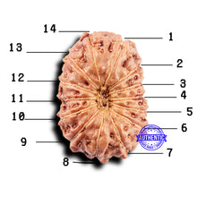Load image into Gallery viewer, 14 mukhi Indonesian Rudraksha - Bead No. 299