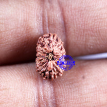 Load image into Gallery viewer, 14 mukhi Indonesian Rudraksha - Bead No. 299