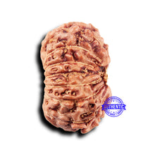 Load image into Gallery viewer, 14 mukhi Indonesian Rudraksha - Bead No. 299