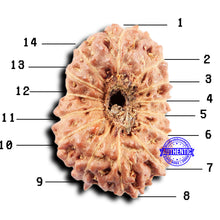 Load image into Gallery viewer, 14 mukhi Indonesian Rudraksha - Bead No. 301