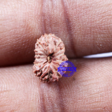 Load image into Gallery viewer, 14 mukhi Indonesian Rudraksha - Bead No. 301