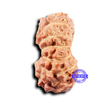 Load image into Gallery viewer, 14 mukhi Indonesian Rudraksha - Bead No. 301