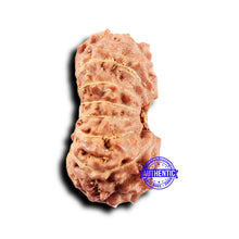 Load image into Gallery viewer, 14 mukhi Indonesian Rudraksha - Bead No. 301