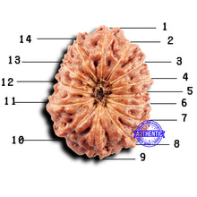 Load image into Gallery viewer, 14 mukhi Indonesian Rudraksha - Bead No. 302