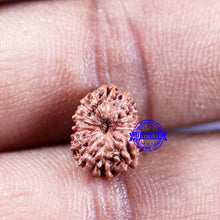 Load image into Gallery viewer, 14 mukhi Indonesian Rudraksha - Bead No. 302