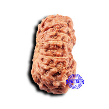 Load image into Gallery viewer, 14 mukhi Indonesian Rudraksha - Bead No. 302