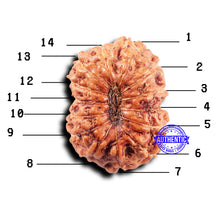 Load image into Gallery viewer, 14 mukhi Indonesian Rudraksha - Bead No. 303