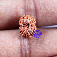 Load image into Gallery viewer, 14 mukhi Indonesian Rudraksha - Bead No. 303