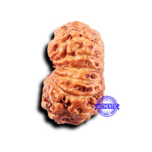 Load image into Gallery viewer, 14 mukhi Indonesian Rudraksha - Bead No. 303