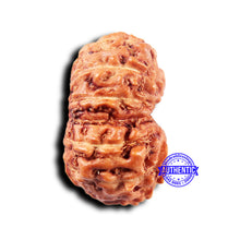 Load image into Gallery viewer, 14 mukhi Indonesian Rudraksha - Bead No. 303