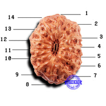 Load image into Gallery viewer, 14 mukhi Indonesian Rudraksha - Bead No. 304