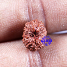 Load image into Gallery viewer, 14 mukhi Indonesian Rudraksha - Bead No. 304