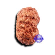 Load image into Gallery viewer, 14 mukhi Indonesian Rudraksha - Bead No. 304