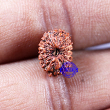 Load image into Gallery viewer, 14 mukhi Indonesian Rudraksha - Bead No. 305