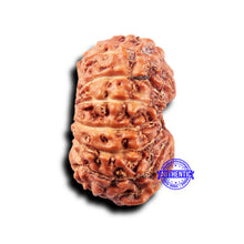 Load image into Gallery viewer, 14 mukhi Indonesian Rudraksha - Bead No. 305