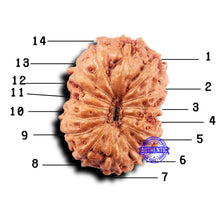 Load image into Gallery viewer, 14 mukhi Indonesian Rudraksha - Bead No. 307