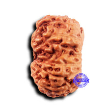 Load image into Gallery viewer, 14 mukhi Indonesian Rudraksha - Bead No. 307