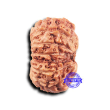 Load image into Gallery viewer, 14 mukhi Indonesian Rudraksha - Bead No. 307