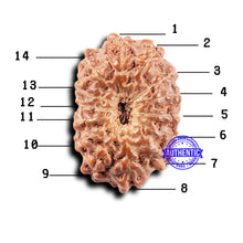 Load image into Gallery viewer, 14 mukhi Indonesian Rudraksha - Bead No. 308