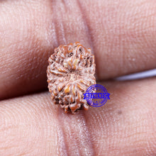 Load image into Gallery viewer, 14 mukhi Indonesian Rudraksha - Bead No. 308