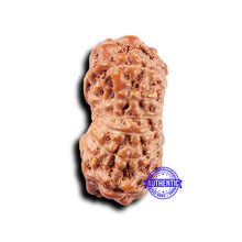 Load image into Gallery viewer, 14 mukhi Indonesian Rudraksha - Bead No. 308