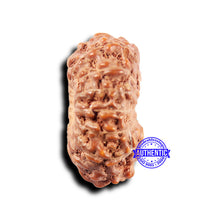 Load image into Gallery viewer, 14 mukhi Indonesian Rudraksha - Bead No. 308