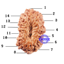 Load image into Gallery viewer, 14 mukhi Indonesian Rudraksha - Bead No. 309