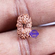 Load image into Gallery viewer, 14 mukhi Indonesian Rudraksha - Bead No. 309