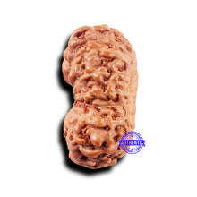 Load image into Gallery viewer, 14 mukhi Indonesian Rudraksha - Bead No. 309