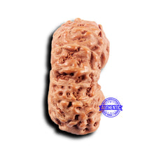Load image into Gallery viewer, 14 mukhi Indonesian Rudraksha - Bead No. 309