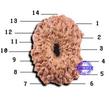 Load image into Gallery viewer, 14 mukhi Indonesian Rudraksha - Bead No. 311