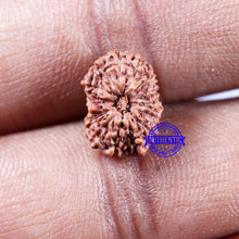 Load image into Gallery viewer, 14 mukhi Indonesian Rudraksha - Bead No. 311