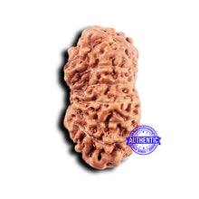 Load image into Gallery viewer, 14 mukhi Indonesian Rudraksha - Bead No. 311