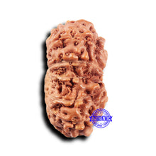 Load image into Gallery viewer, 14 mukhi Indonesian Rudraksha - Bead No. 311