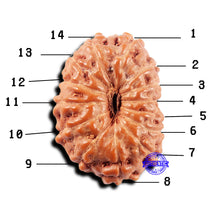 Load image into Gallery viewer, 14 mukhi Indonesian Rudraksha - Bead No. 312
