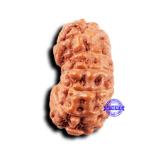 Load image into Gallery viewer, 14 mukhi Indonesian Rudraksha - Bead No. 312