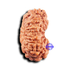 Load image into Gallery viewer, 14 mukhi Indonesian Rudraksha - Bead No. 312