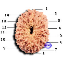 Load image into Gallery viewer, 14 mukhi Indonesian Rudraksha - Bead No. 313