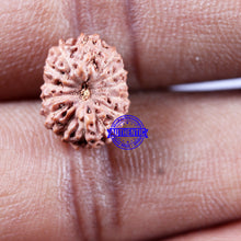 Load image into Gallery viewer, 14 mukhi Indonesian Rudraksha - Bead No. 313